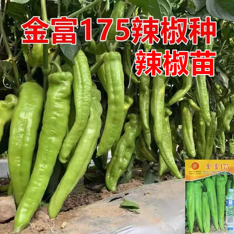大果尖椒种粗长种子苗子