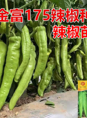 大果尖椒种粗长种子苗子