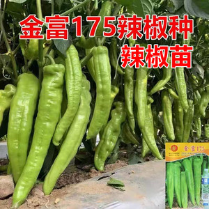 大果尖椒种高产抗病粗长