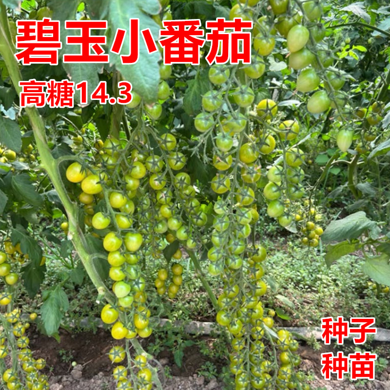 碧玉圣女果种子糖度高青甜2号