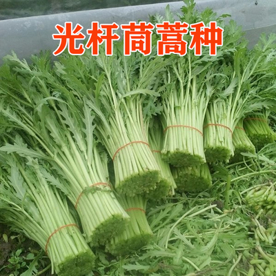 光杆茼蒿种子生长快纤维蔬菜种籽