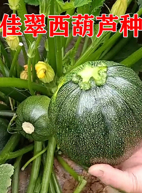 佳翠墨绿色圆形迷你小西葫芦种子特色西葫芦种籽墨珠观赏食用包邮