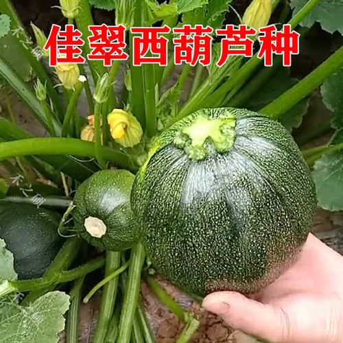 西葫芦种子特色西葫芦