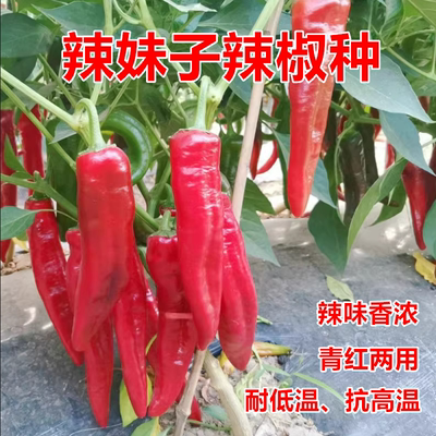 辣妹子辣椒种耐低温抗高温