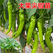 线椒苗 辣椒苗 薄皮椒苗 螺丝椒苗 尖椒苗