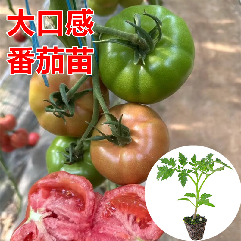 大口感番茄苗 普罗旺斯番茄苗 小粉番茄苗 小红番茄苗 草莓番茄苗