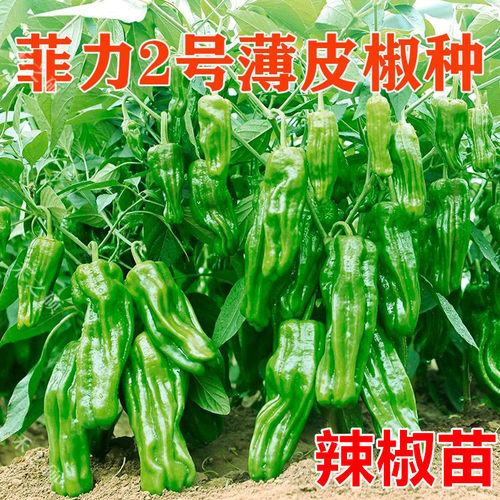 薄皮椒种子口感好辣椒苗