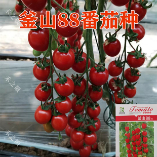 釜山88小番茄种子玲珑小番茄种红色小番茄种子苗子圣女果种糖度高