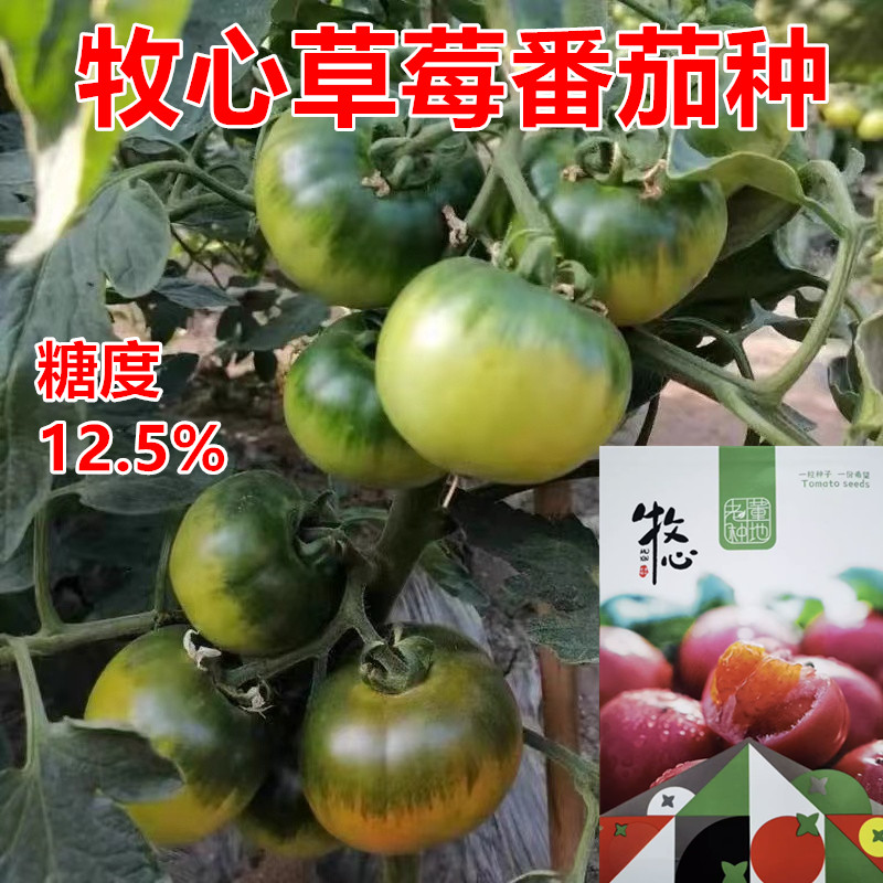 牧心草莓番茄种小草莓高糖