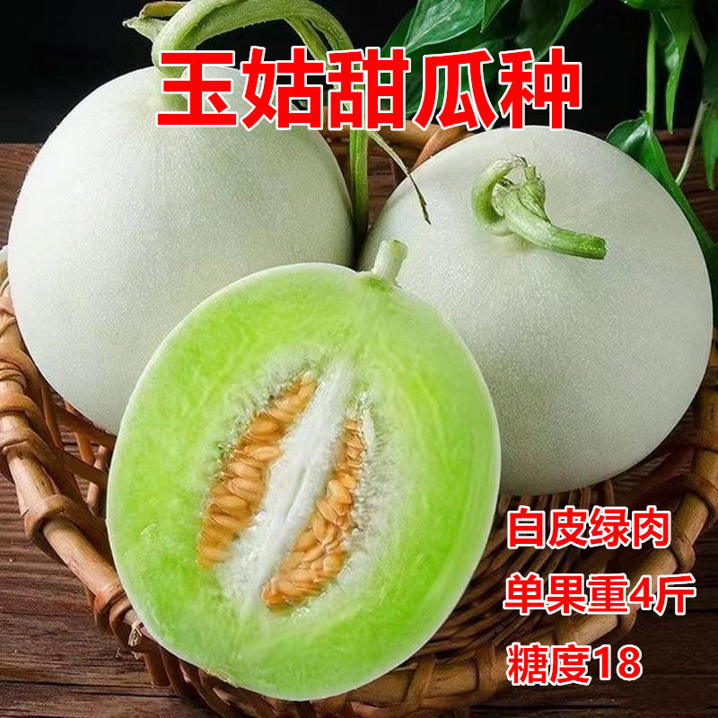 中原玉姑甜瓜种白皮绿肉