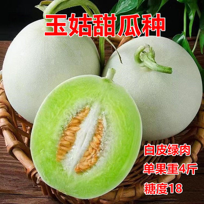 中原玉姑甜瓜种白皮绿肉
