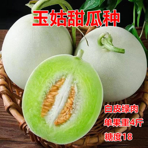 中原玉姑甜瓜种白皮绿肉