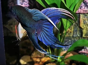 中国斗鱼活体观赏鱼 蓝型越黑 冷水鱼菩萨鱼 无需打氧气 包邮包活