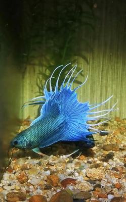 中国斗鱼淡水冷水观赏鱼国斗