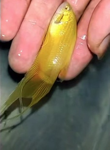 中国斗鱼 白化招财黄金淡水活体观赏鱼 无需打氧