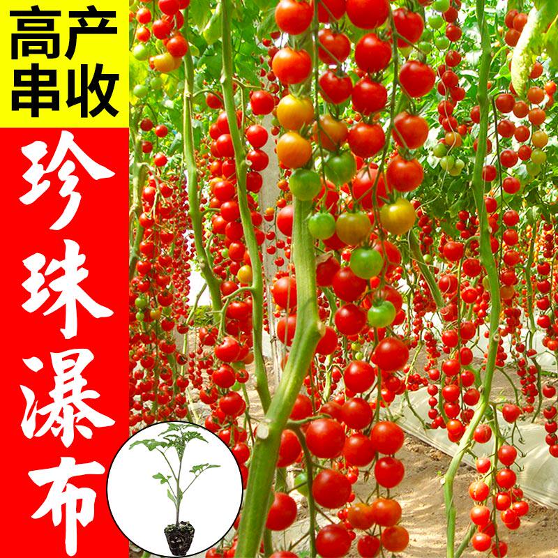 瀑布小番茄种子千禧樱桃西红柿超甜圣女果种籽苗四季播苗蔬菜种孑