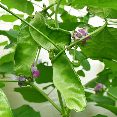 绿眉豆种子苗猪耳朵扁豆种籽