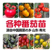 各种番茄苗秧种子大全西红柿樱桃千禧圣女果带土盆栽阳台四季蔬菜