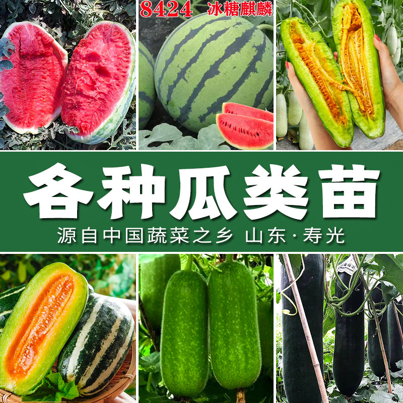 【各种瓜类大全】高产特大懒汉西瓜秧苗羊角蜜博洋甜瓜冬瓜庭院