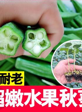 水果秋葵蔬菜苗带土发货
