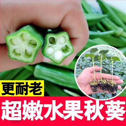 水果秋葵秧苗超嫩不易老黄红秋葵蔬菜苗春秋菜园盆栽带土发货苗子