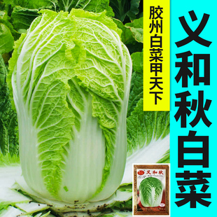好品质山东胶州大白菜种子 大小/义和秋高产抗病蔬菜种子冬储秋