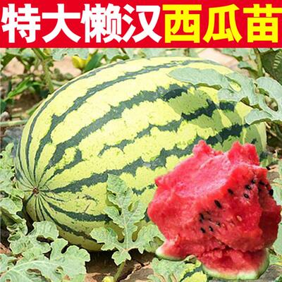 超大懒汉西瓜秧苗皮薄