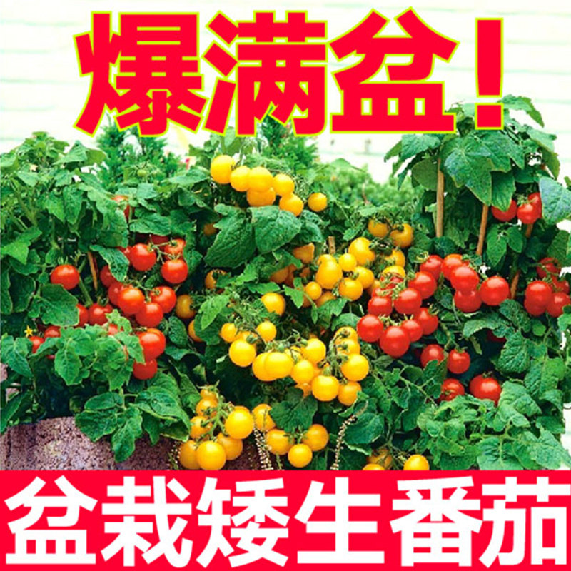 【优质穴盘苗】矮生番茄苗小西红柿千禧黑西柿盆栽圣女果四季生长,鲜花速递/花卉仿真/绿植园艺,家庭园艺种子,淘宝优惠券,粉丝福利购,淘宝优惠卷