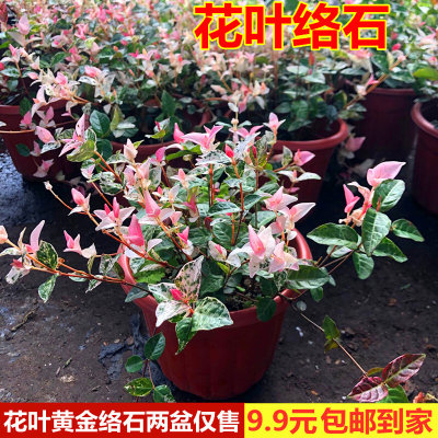 花叶络石花苗盆栽室内阳台庭院花园四季垂吊兰彩叶耐寒热植物包邮