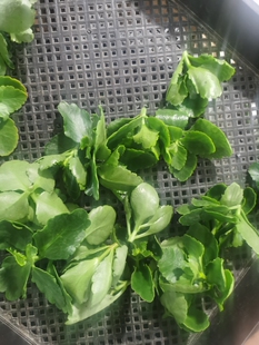 长寿花重瓣顶芽（枝条）9.9（12个不同品种）