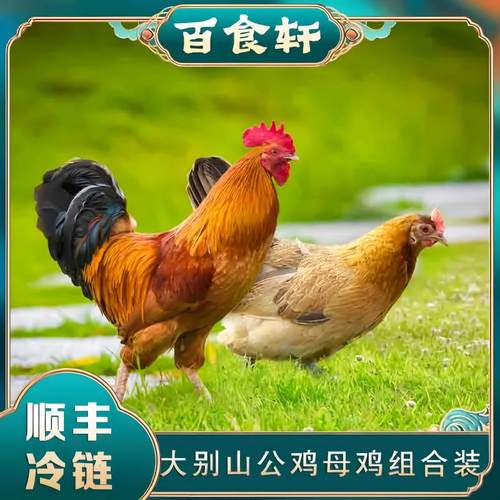 【公鸡母鸡组合装】大别山黄油老母鸡+土公鸡整鸡5.5斤左右 两只