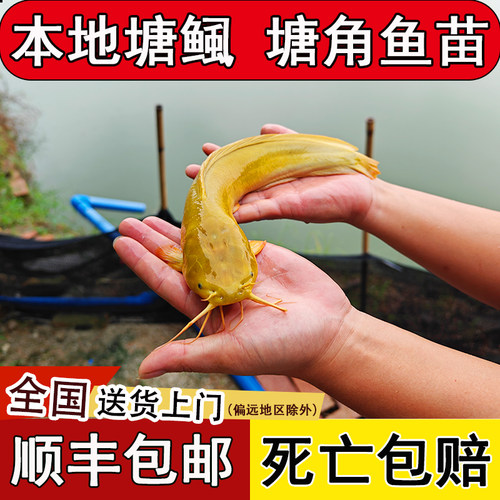 本地塘鲺鱼苗塘角鱼正宗三黄塘鲺八须胡子鲶皇妃一代活体饲料批发