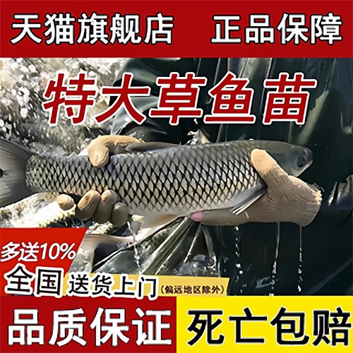 优质草鱼苗智驯草鱼苗活鱼苗