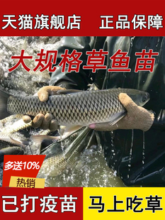 草鱼苗活鱼苗皖鱼苗优质大草鱼草鱼活鱼苗半斤重鱼苗淡水鱼苗
