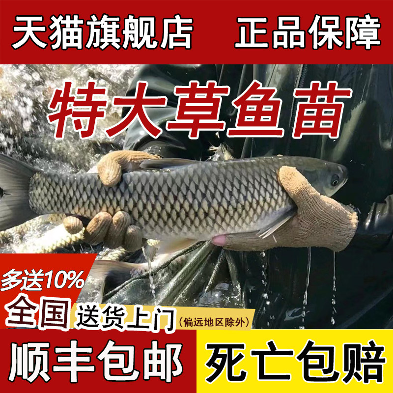 草鱼苗活鱼苗皖鱼苗优质大草鱼草鱼活鱼苗半斤重鱼苗淡水鱼苗批发