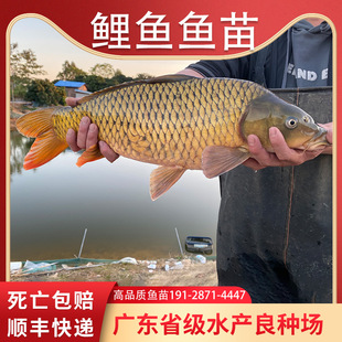 鲤鱼鱼苗淡水养殖食用特大黑鲤建鲤稻花稻田红尾放流活鱼饲料批发
