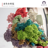 蔓玥 DIY永生花干花小米花配材礼盒玻璃罩点缀保鲜花制作材料包