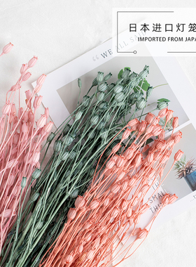 灯笼果日本大地农园进口风铃果50510永生花diy配材玻璃罩耳环材料