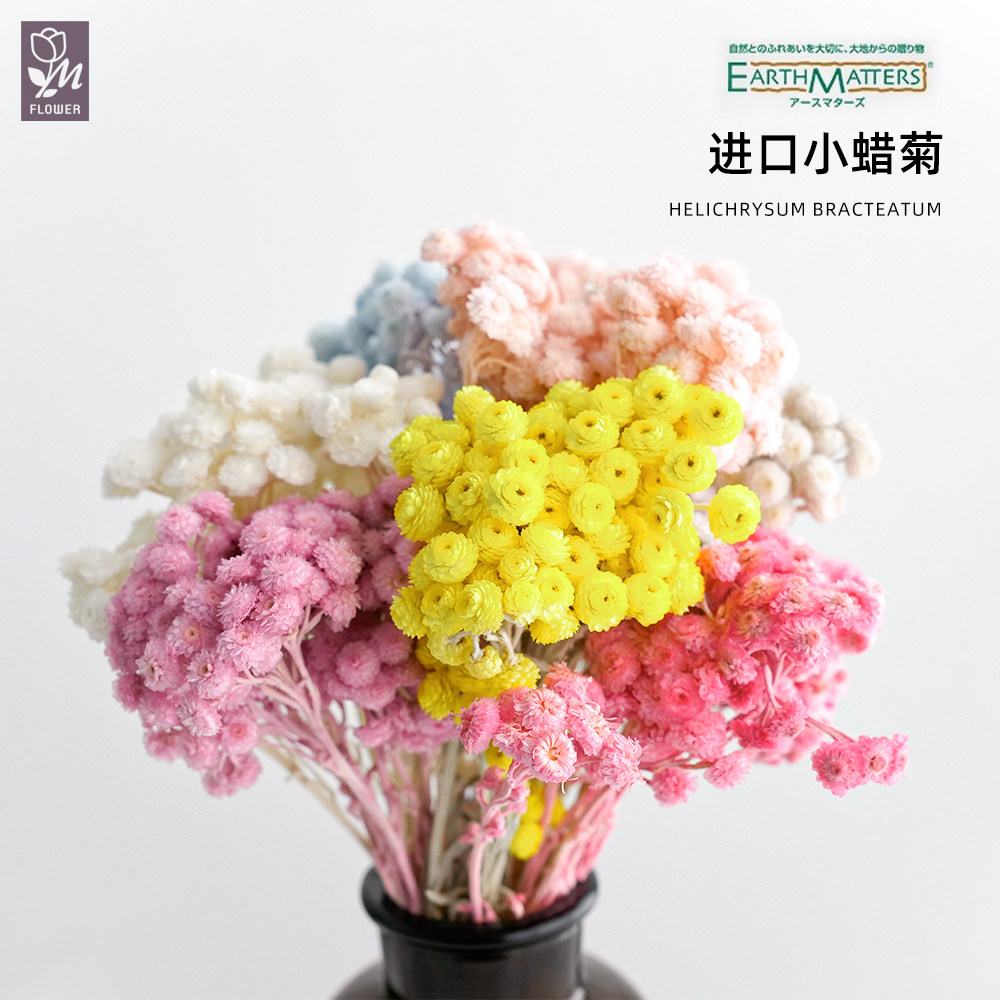 蔓玥   日本进口大地农园小蜡菊千层菊永生花束diy手工装饰配料