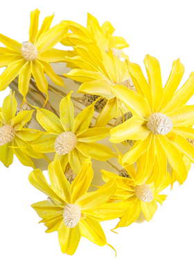 蔓玥文心兰永生干花DIY手粘