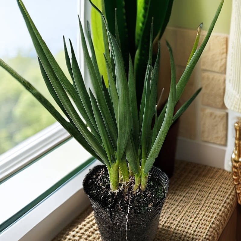 闽南风葱漳州风葱泉州风葱厦门风葱天葱楼仔葱进屋葱止咳特色绿植