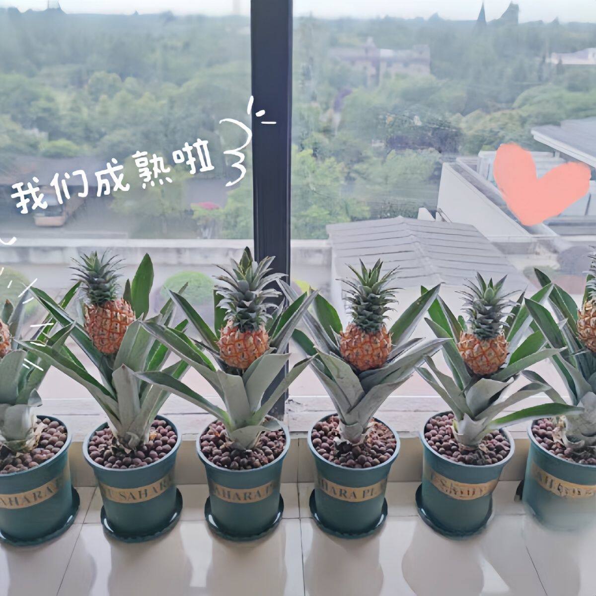 菠萝凤梨盆栽苗带果可食用热带水果趣味绿植阳台客厅室内好养植物