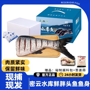 密之蓝天密云本地特产开河胖头鱼鱼身现捕现发肉质紧实红烧鱼尾