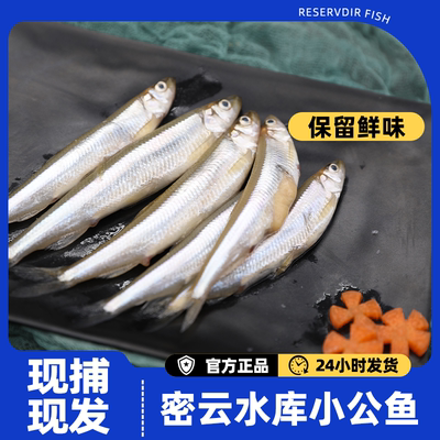 密云开河小公鱼黄瓜香