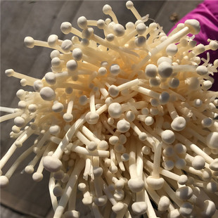 金针菇 农家新鲜蘑菇蔬菜菌菇火锅食材煲汤炒菜自然鲜每份300克