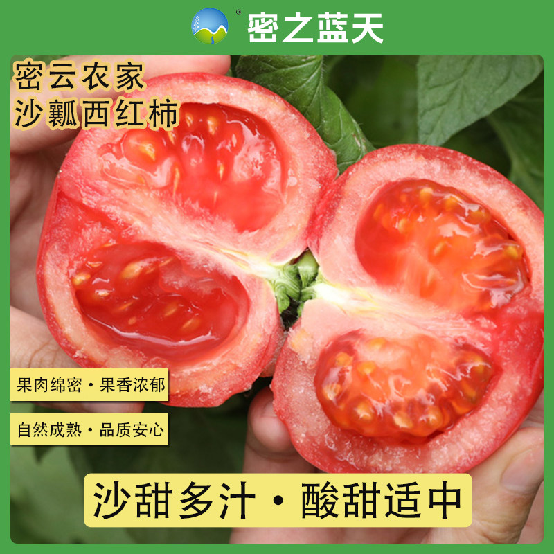 密之蓝天农家种植沙瓤西红柿酸甜多汁自然熟4斤包邮孕妇宝宝蔬菜