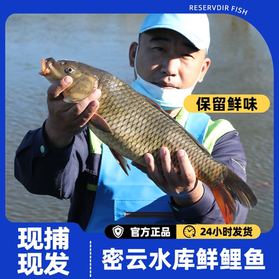 密之蓝天整条北京密云鱼鲜味美