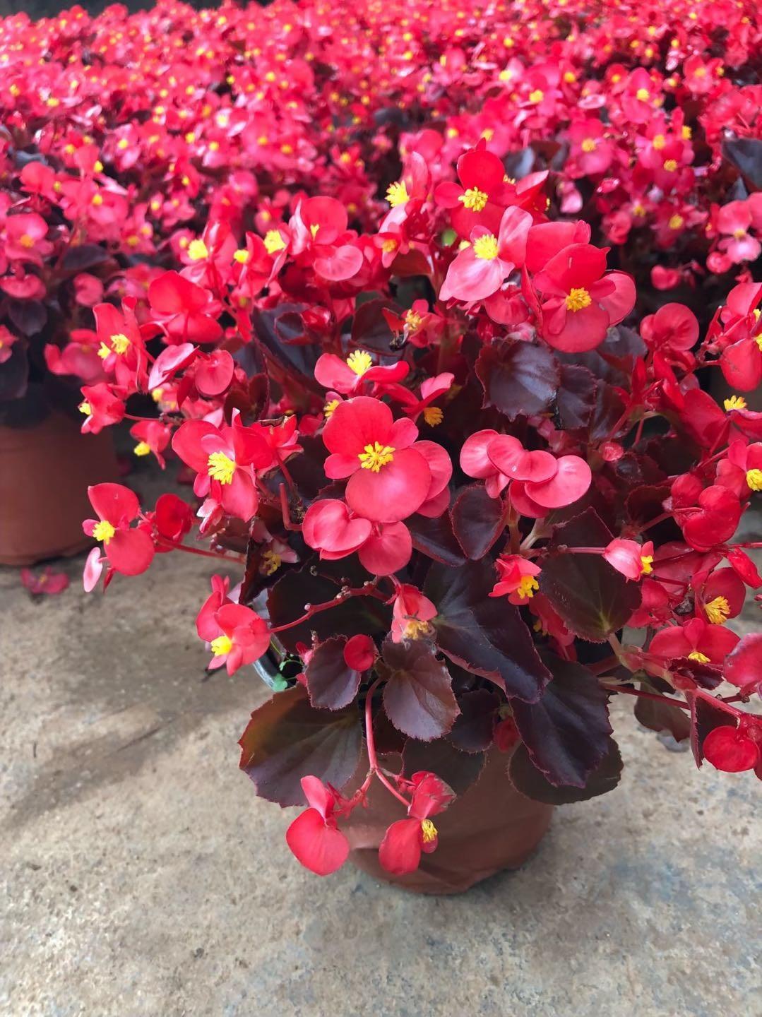 海棠花四季小叶红海棠花开花四季盆栽花卉花期长花卉室内花卉包邮