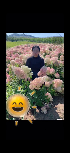 晓荷花园东北大花圆锥绣球香草草莓耐寒耐热室外地栽盆栽好养易活