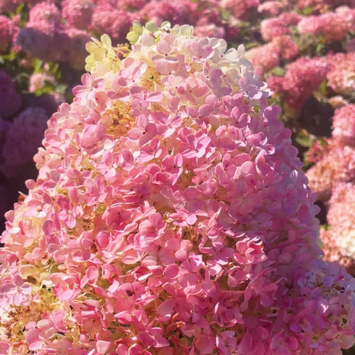 晓荷的花园大花圆锥绣球香草草莓东北地栽苗耐寒耐热盆栽好养易活